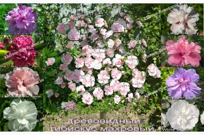 Спирея Макрофилла декоративный кустарник- фото № 9