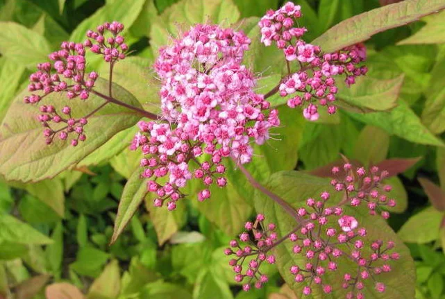 Спирея Макрофилла декоративный кустарник- фото № 2