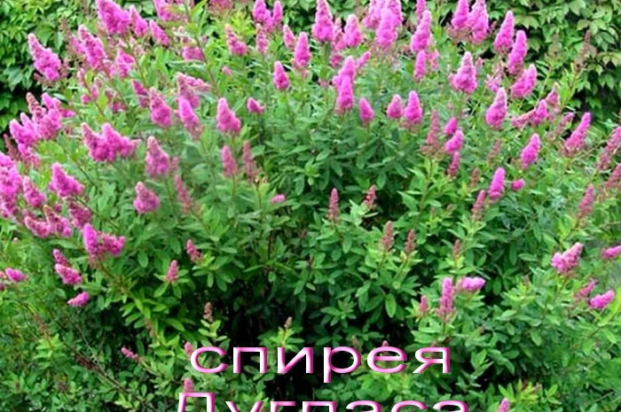 Рябинник рябинолистный - оригинальный декоративный кустарник- фото № 14