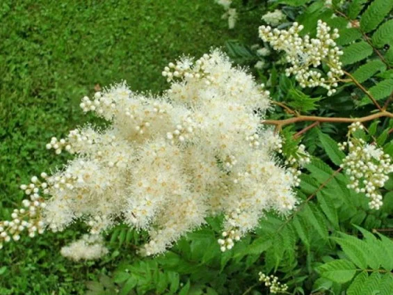 Рябинник рябинолистный - оригинальный декоративный кустарник- фото № 2