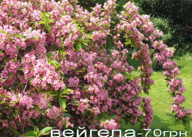 Рябинник рябинолистный - оригинальный декоративный кустарник- фото № 4