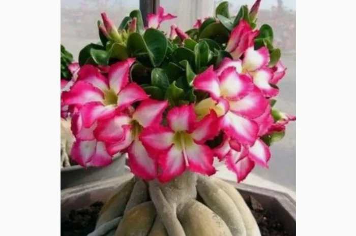 Адениум Mini Size привит на обессум- фото № 1