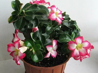 Адениум Mini Size привит на обессум- фото № 3