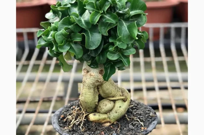 Адениум Mini Size привит на обессум- фото № 4