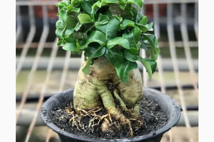 Адениум Mini Size привит на обессум- фото № 8