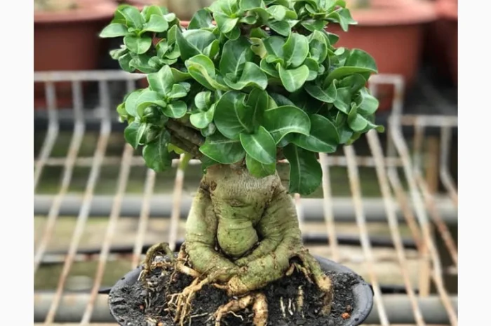 Адениум Mini Size привит на обессум- фото № 9