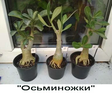 Адениум Mini Size привит на обессум- фото № 13
