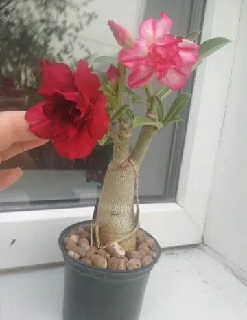 Адениум Mini Size привит на обессум- фото № 14