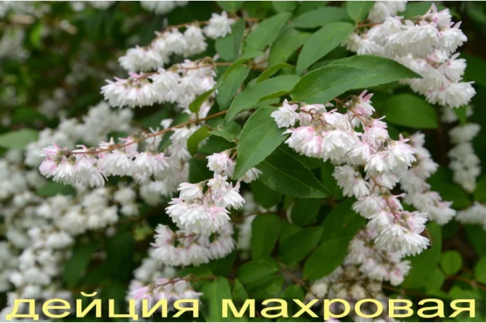 Дейция махровая шикарный декоративный кустарник- фото № 1