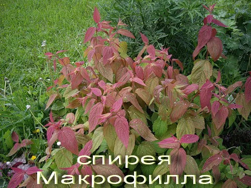Дейция махровая шикарный декоративный кустарник- фото № 9