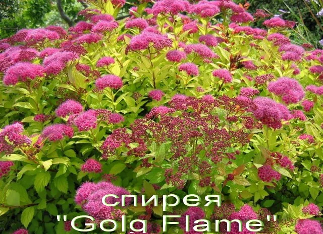 Дейция махровая шикарный декоративный кустарник- фото № 6