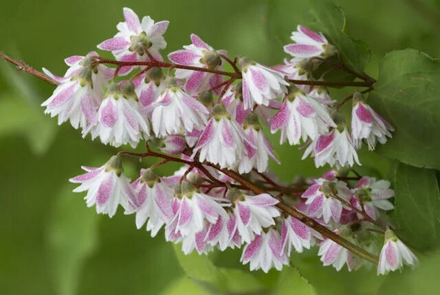 Дейция махровая шикарный декоративный кустарник- фото № 19