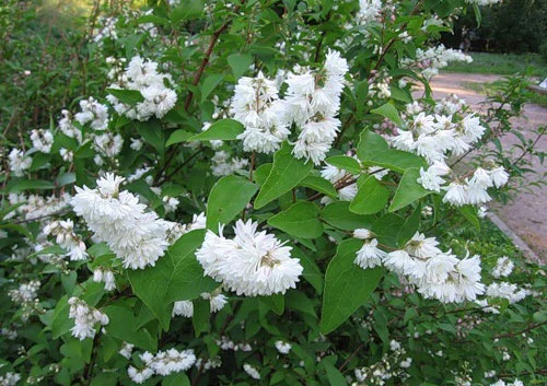 Дейция махровая шикарный декоративный кустарник- фото № 16