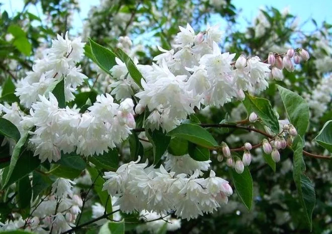 Дейция махровая шикарный декоративный кустарник- фото № 15