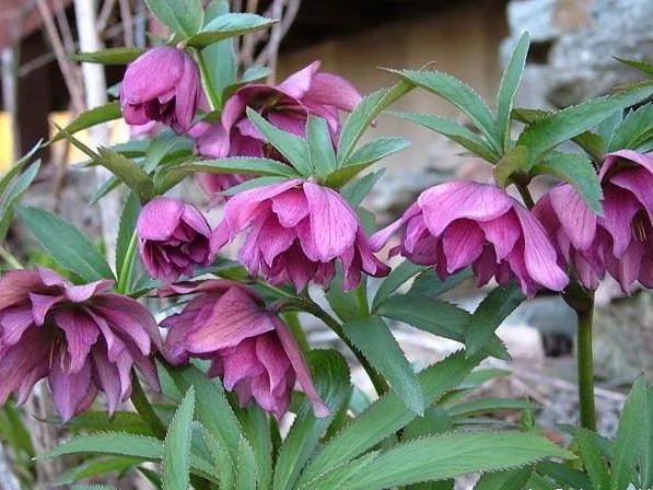 Махровые морозники (зимняя роза) 3-летние кусты- фото № 2