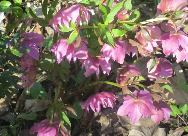 Махровые морозники (зимняя роза) 3-летние кусты- фото № 3