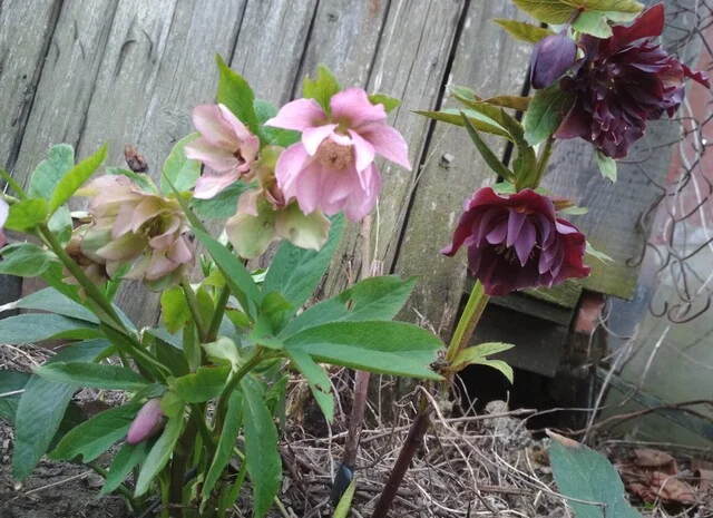 Махровые морозники (зимняя роза) 3-летние кусты- фото № 9