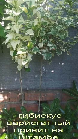 Гибискусы древовидные махровые мультипрививки (несколько сортов привиты на одном дереве)- фото № 6