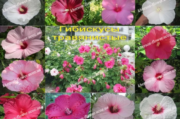 Гибискусы древовидные махровые мультипрививки (несколько сортов привиты на одном дереве)- фото № 9
