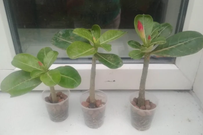 Адениумы укорененные черенки-будущие осьминожки- фото № 1