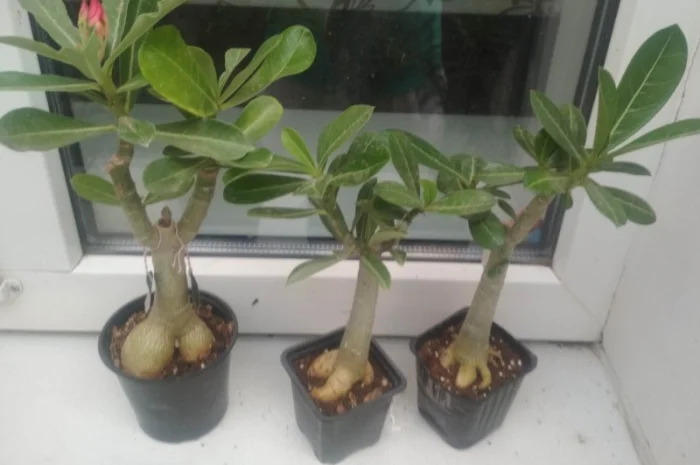 Адениумы укорененные черенки-будущие осьминожки- фото № 5