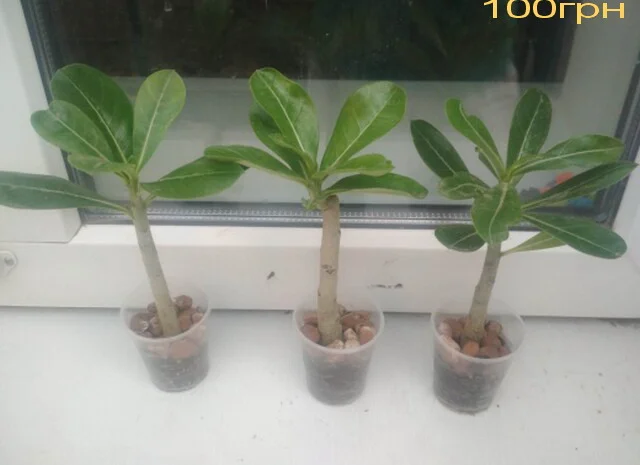 Адениумы укорененные черенки-будущие осьминожки- фото № 6