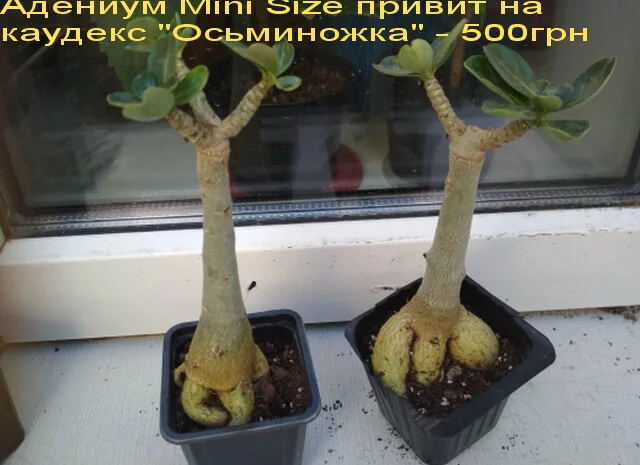 Адениумы укорененные черенки-будущие осьминожки- фото № 7