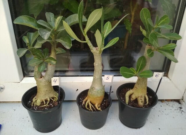 Адениумы с каудексом «осьминожка»- фото № 1