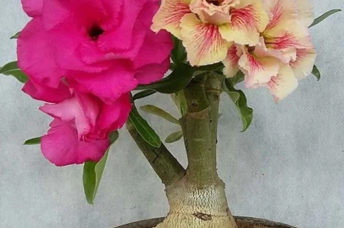 Адениумы с каудексом «осьминожка»- фото № 11