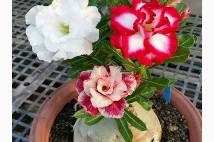 Адениумы с каудексом «осьминожка»- фото № 12