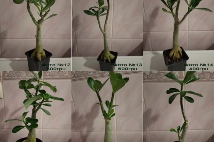 Адениумы с каудексом «осьминожка»- фото № 2