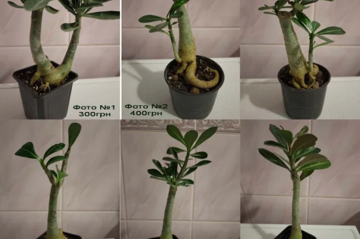 Адениумы с каудексом «осьминожка»- фото № 3