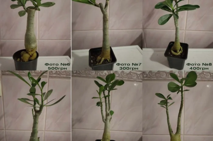 Адениумы с каудексом «осьминожка»- фото № 4