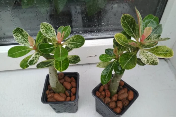 Адениумы с каудексом «осьминожка»- фото № 5