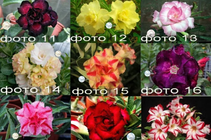 Адениумы с каудексом «осьминожка»- фото № 7