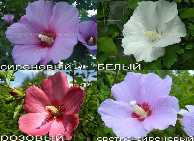 Гибискус древовидный триколор- фото № 2