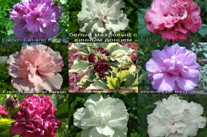 Гибискус древовидный триколор- фото № 4