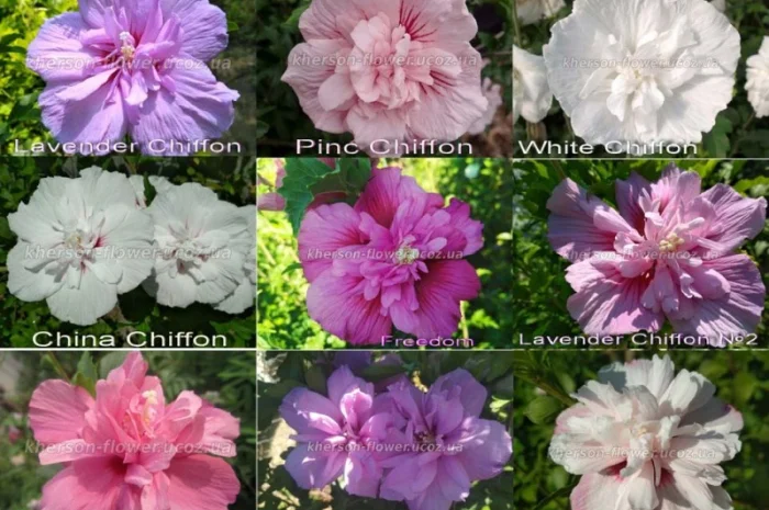 Гибискус древовидный триколор- фото № 5