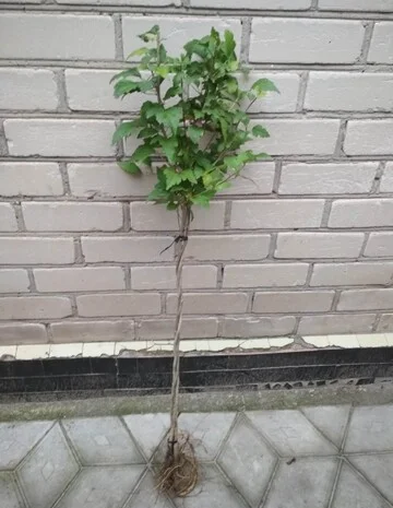 Гибискус древовидный триколор- фото № 7