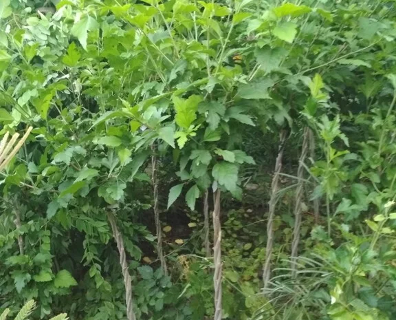 Гибискус древовидный триколор- фото № 8