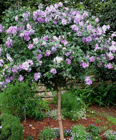 Штамбовые древовидные махровые гибискусы (сирийские)- фото № 1