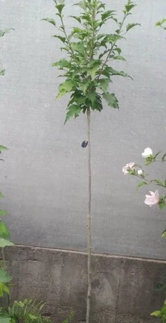 Штамбовые древовидные махровые гибискусы (сирийские)- фото № 5