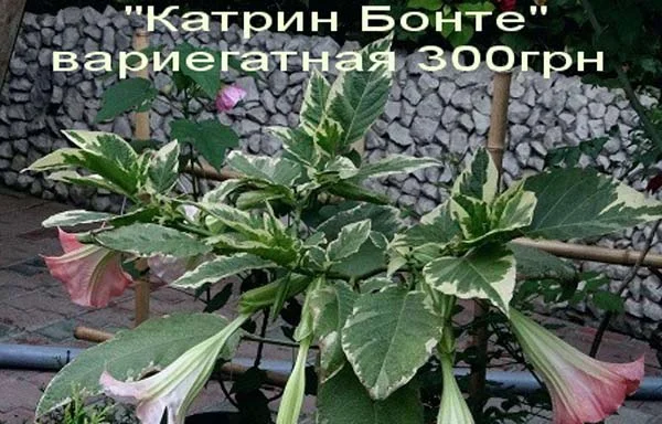 Бругмансия вариегатная (пестролистная) Катрин Бонте- фото № 1