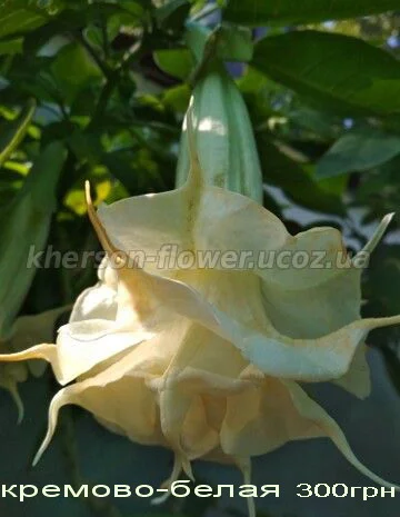 Бругмансия вариегатная (пестролистная) Катрин Бонте- фото № 10