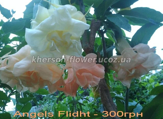 Бругмансия вариегатная (пестролистная) Катрин Бонте- фото № 13