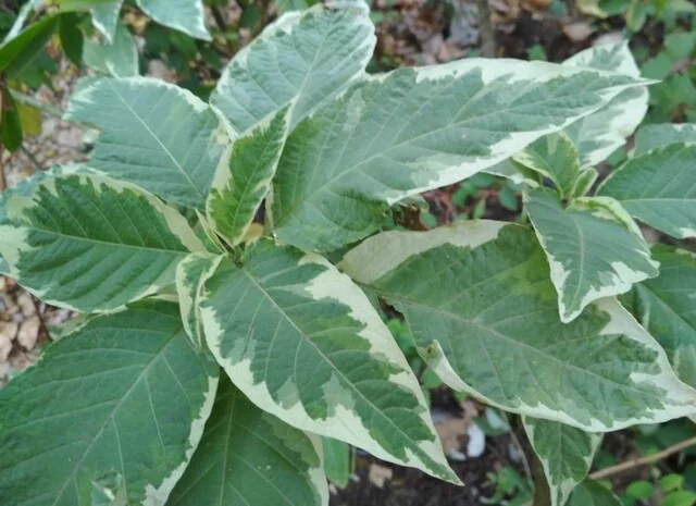 Бругмансия вариегатная (пестролистная) Катрин Бонте- фото № 2