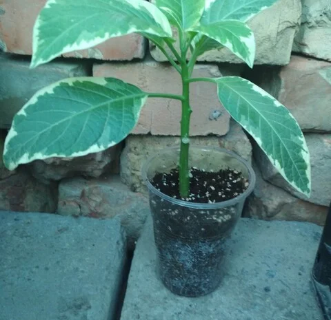 Бругмансия вариегатная (пестролистная) Катрин Бонте- фото № 3