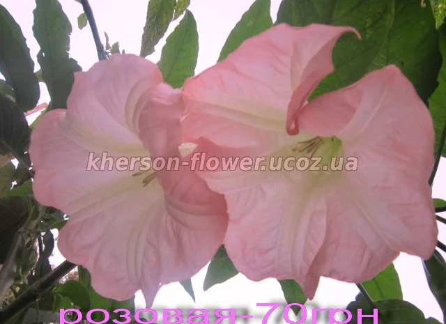 Бругмансия вариегатная (пестролистная) Катрин Бонте- фото № 5