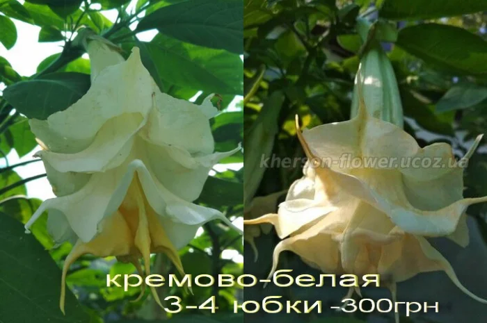 Бругмансия вариегатная (пестролистная) Катрин Бонте- фото № 7