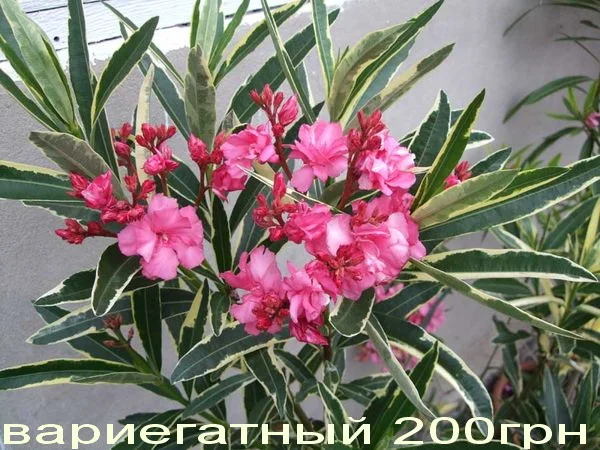 Олеандр вариегатный (пестролистный)- фото № 1